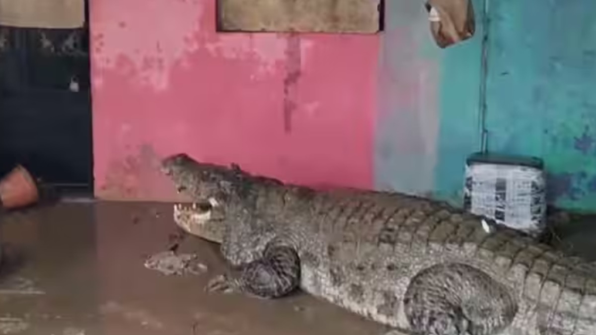 24 crocodiles were rescued from residential areas in Gujarat