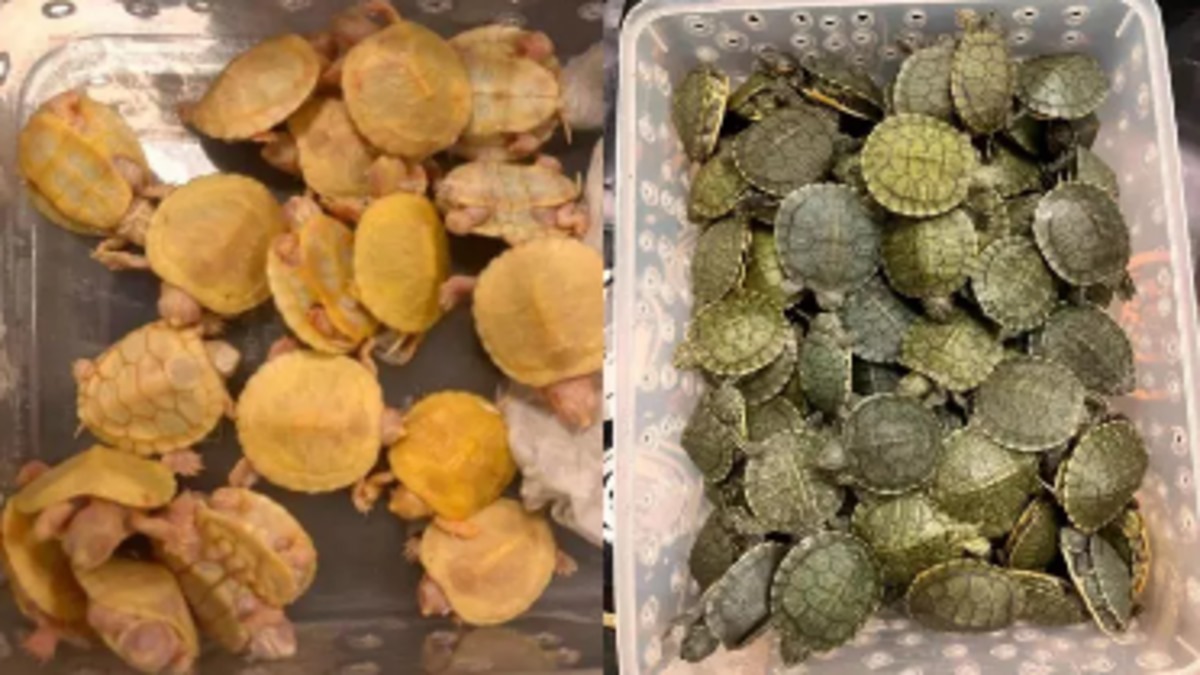 around 5000 red eared slider turtles seized at chennai airport by customs