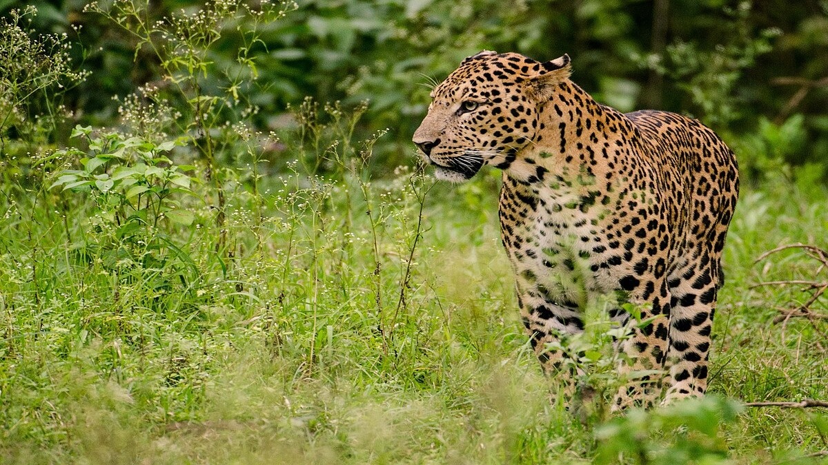 leopard attack in Madhya Pradesh