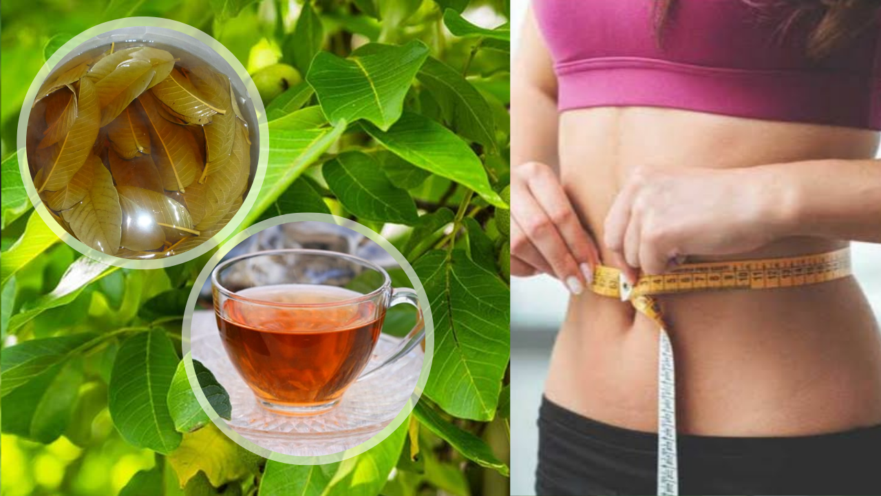 Is guava leaves Can reduce weight