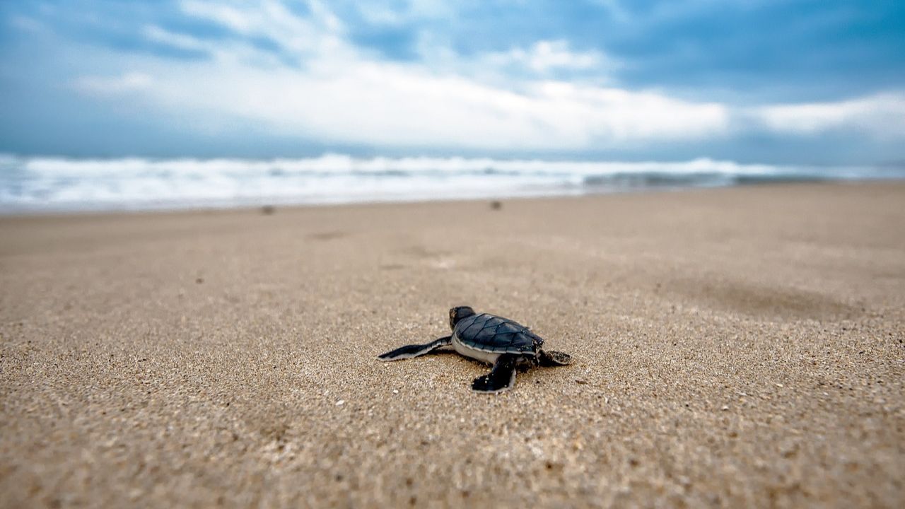 Olive Ridley turtle Death