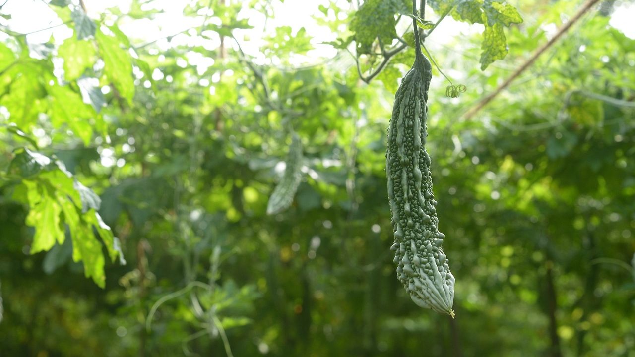 What does it mean Bitter Gourd to be in Tamil