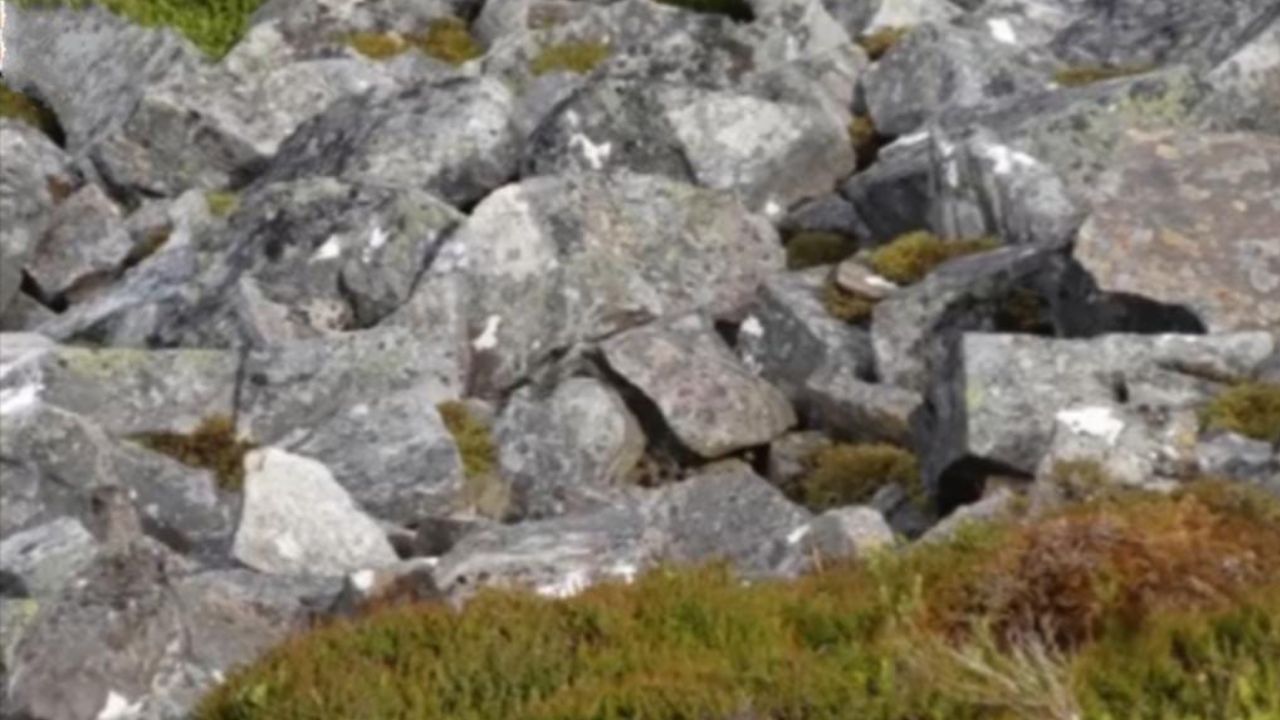 Optical Illusion Find the bird cleverly hiding in the rock formation.