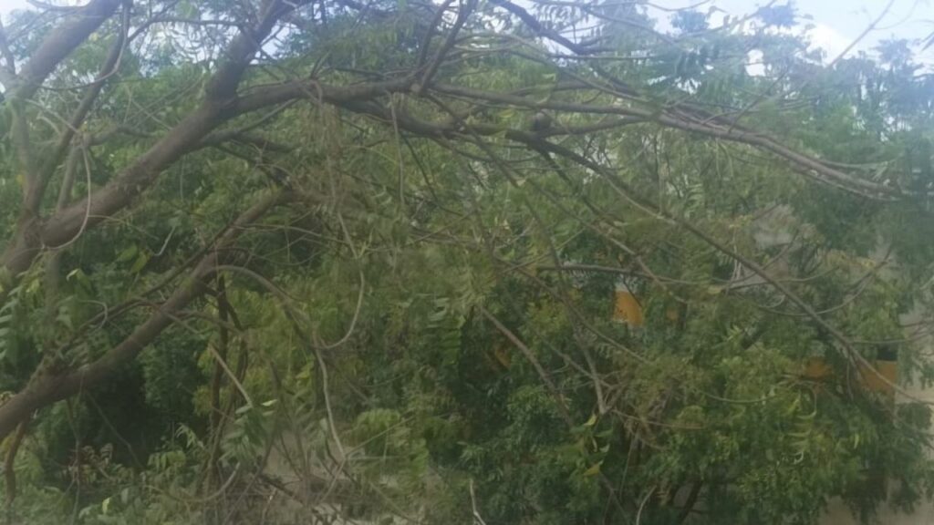 Optical Illusion Find the bird resting in the tree