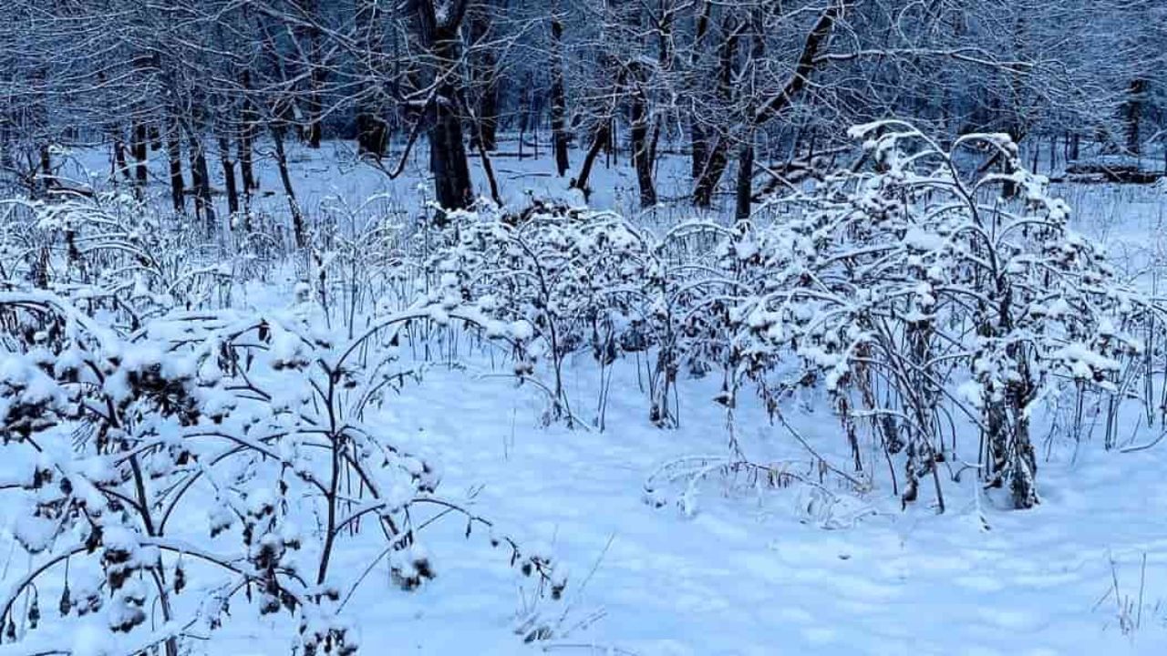 Optical Illusion Find the dog hiding in the snowy forest