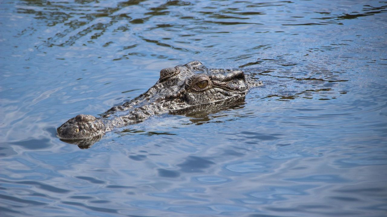 Vegetarian Crocodile At Kerala Temple