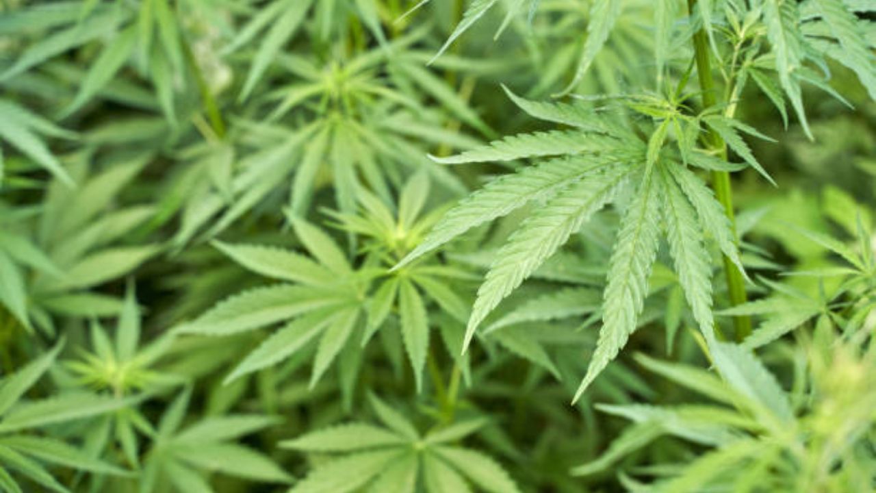Woman in Thoothukudi grows cannabis plant