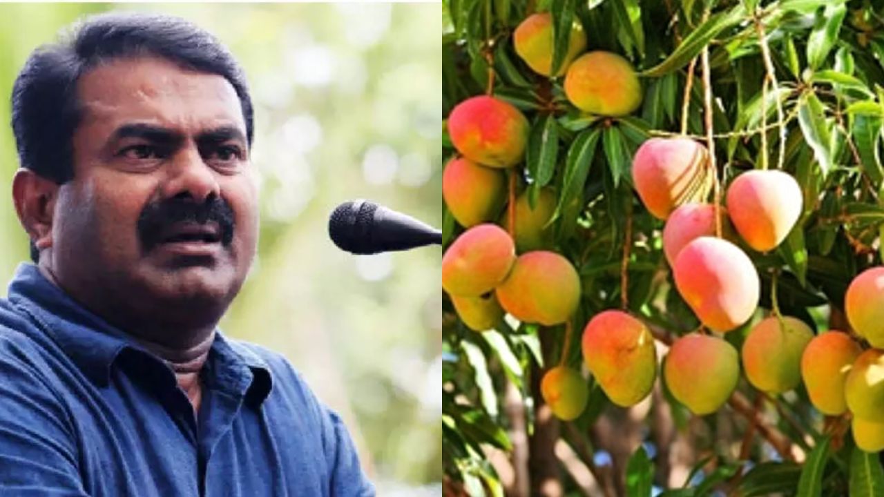 NTK Seeman