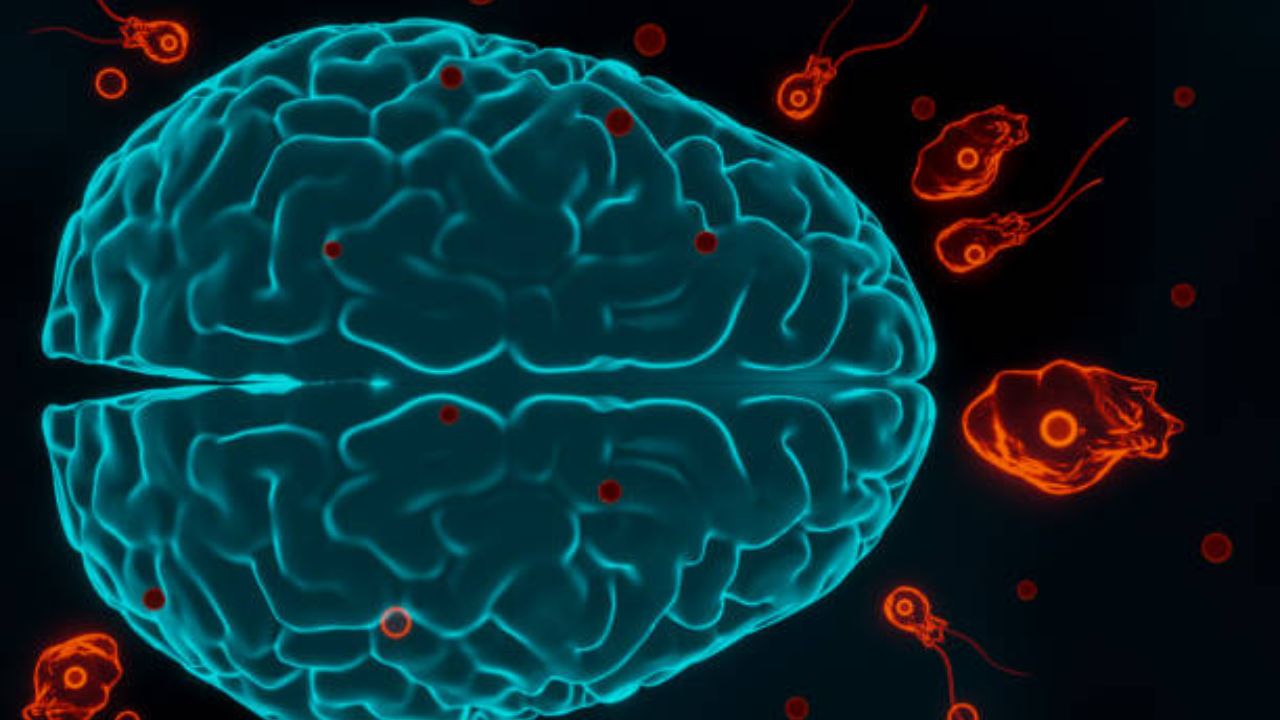 brain-eating amoeba