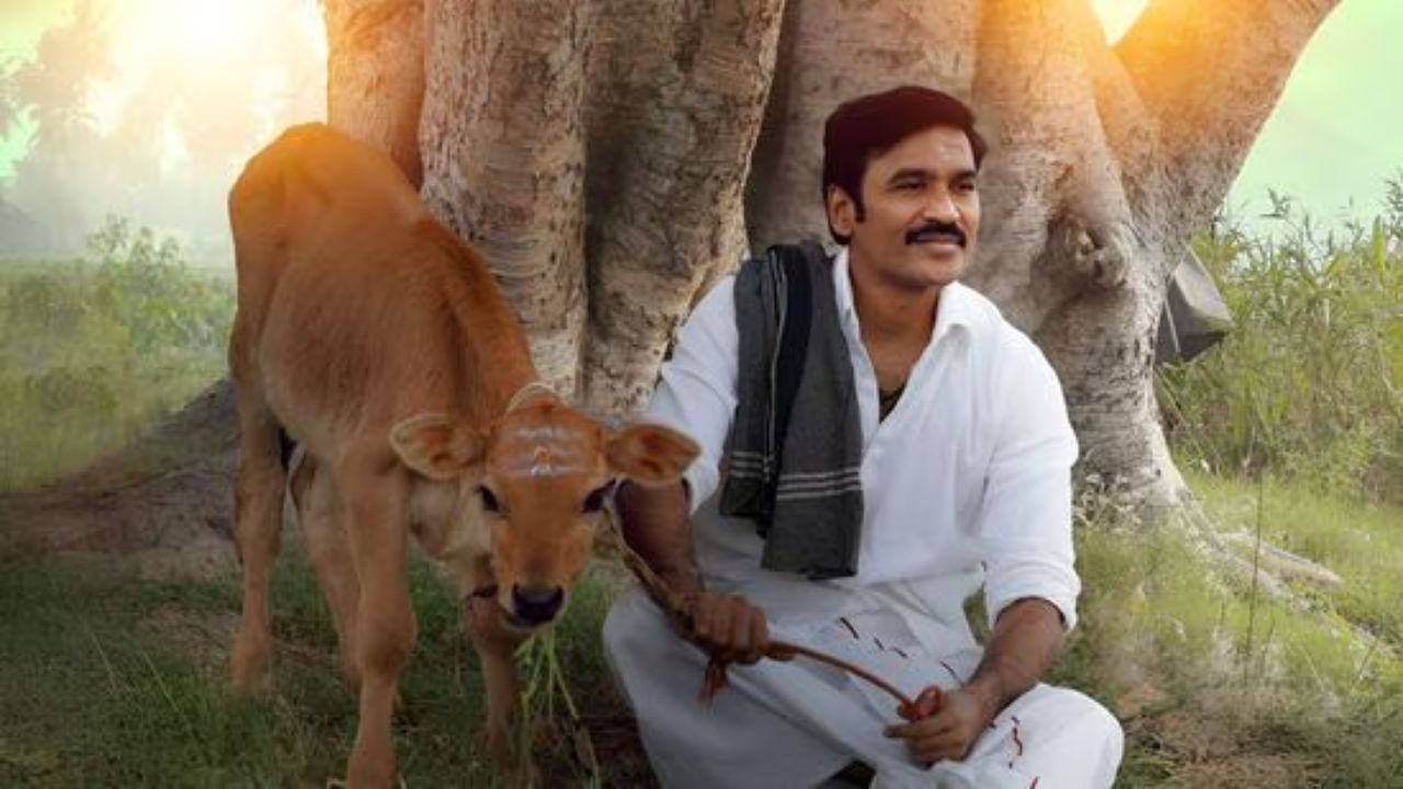 Idli kadai box office