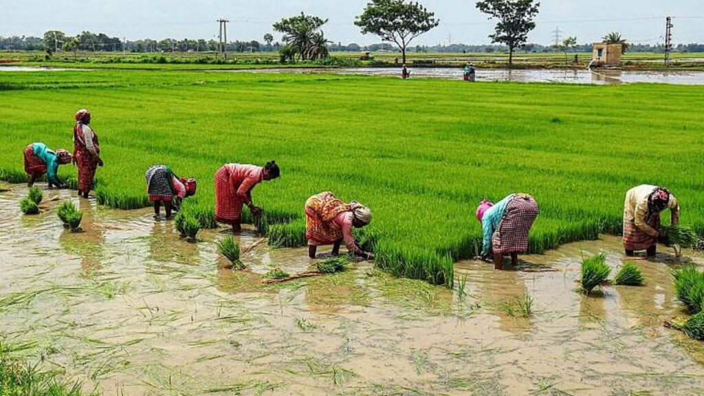 India becomes worlds largest rice producer