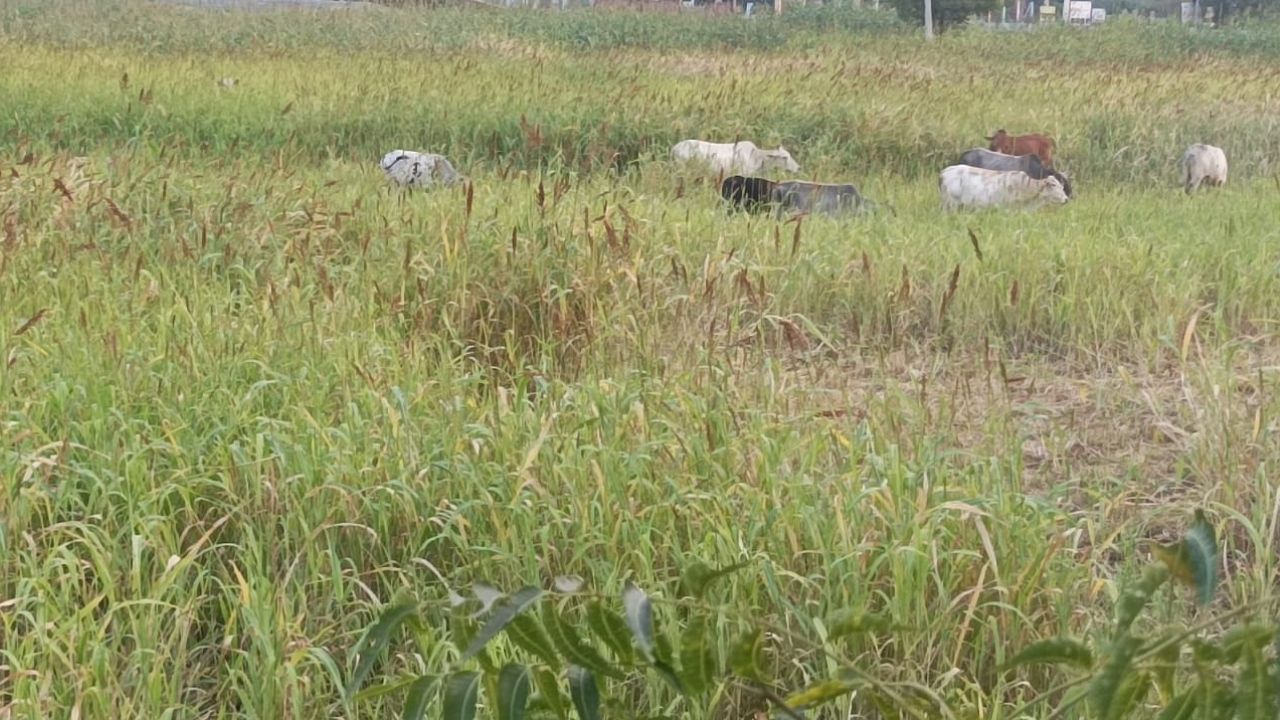 ஆப்டிக்கல் இல்லுசன் புதிர்