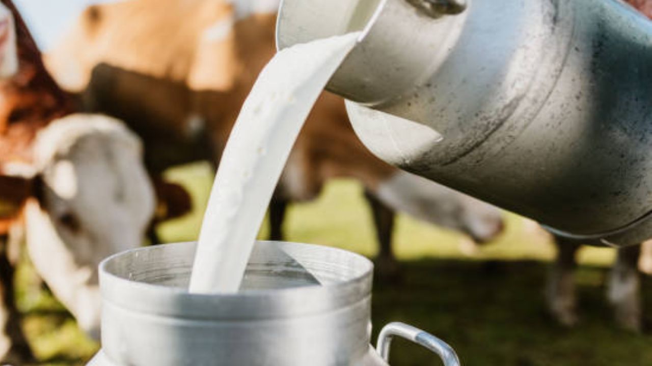 இந்தியாவில் பால் உற்பத்தி
