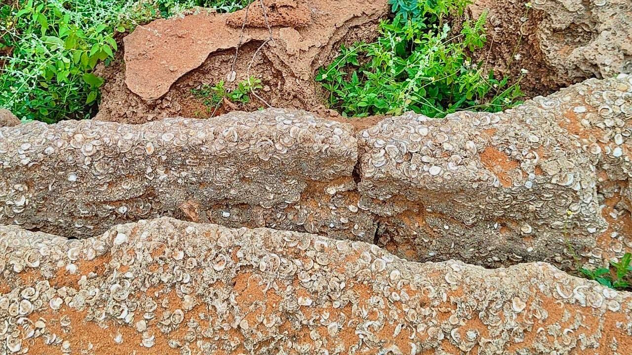 Holocene Fossil Bed Discovered