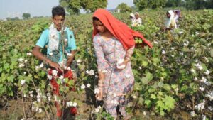 Cotton Hits Record High