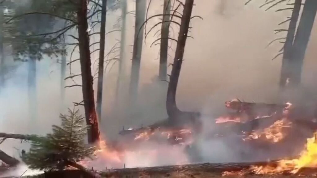 Forest Fires in Rajouri