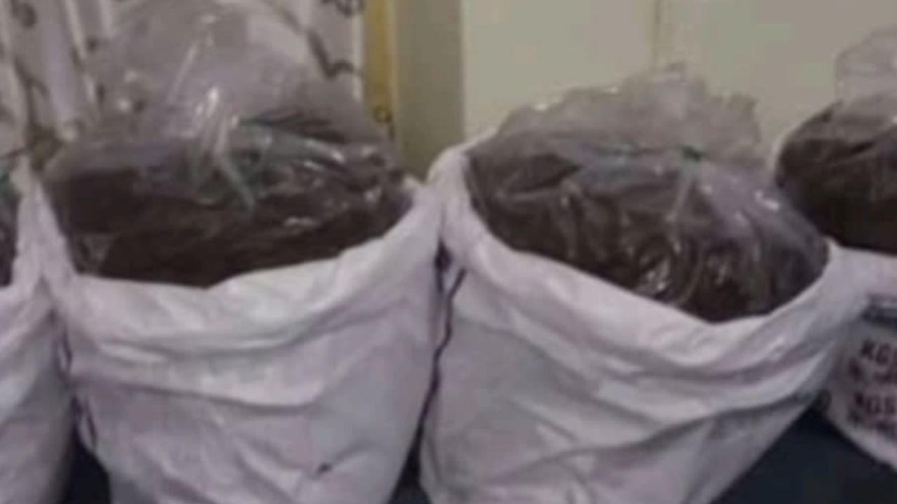 Minor Girls Used in Cannabis Trade