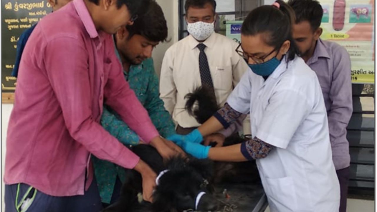 Veterinary Course Applications