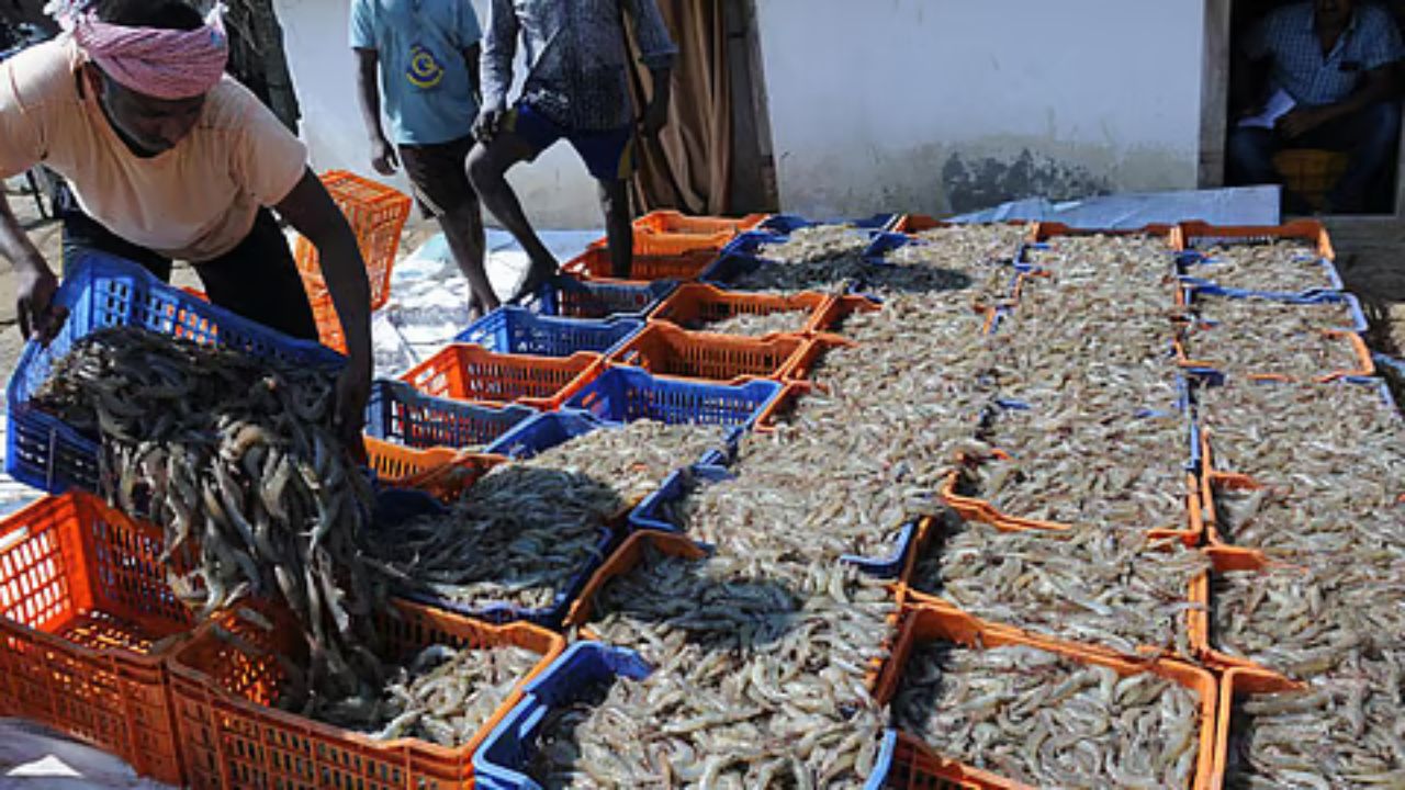 Seafood exports
