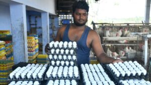 Egg Price Hike
