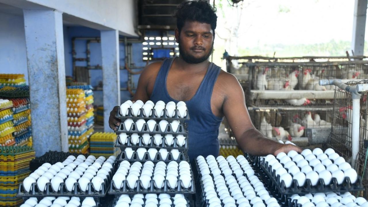 Egg Price Hike