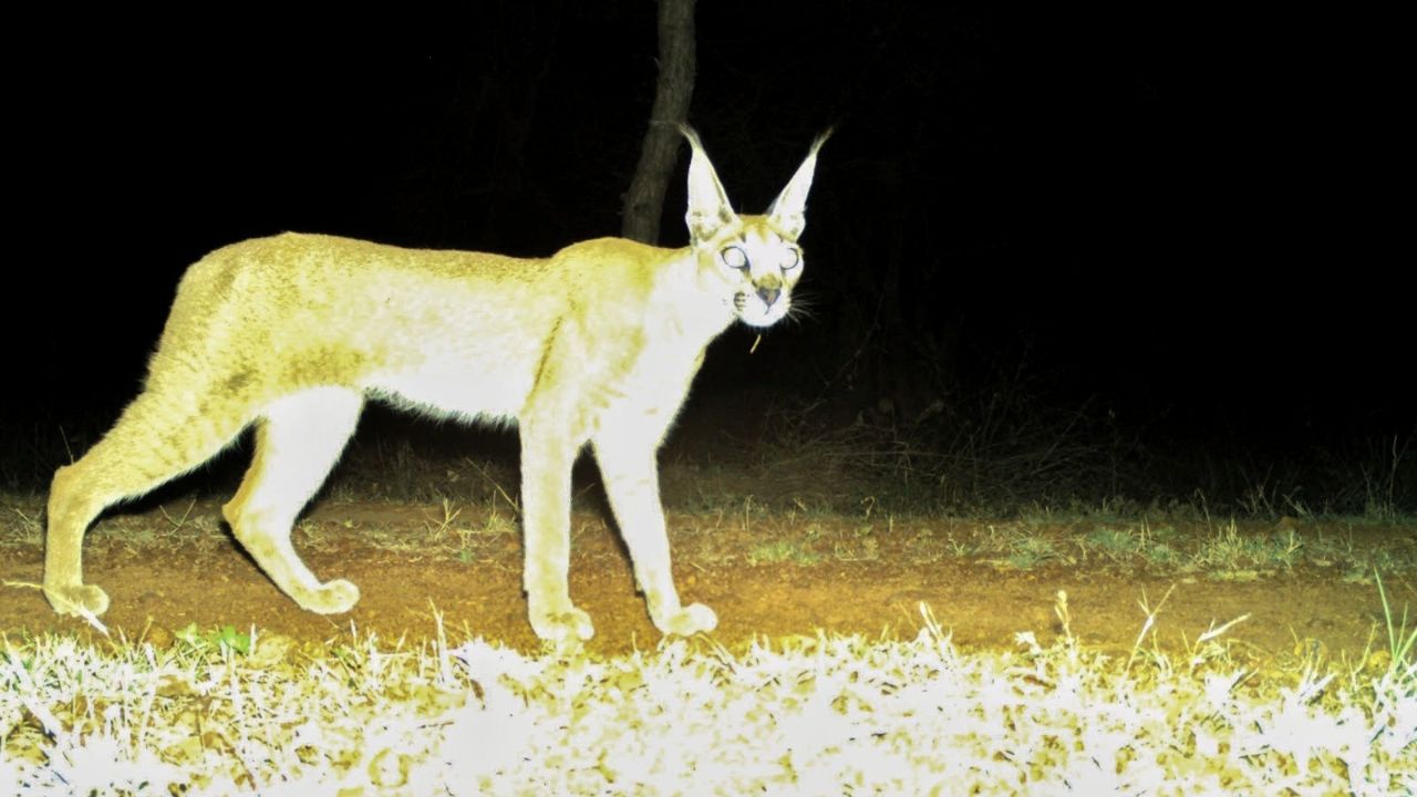 Rare Caracal