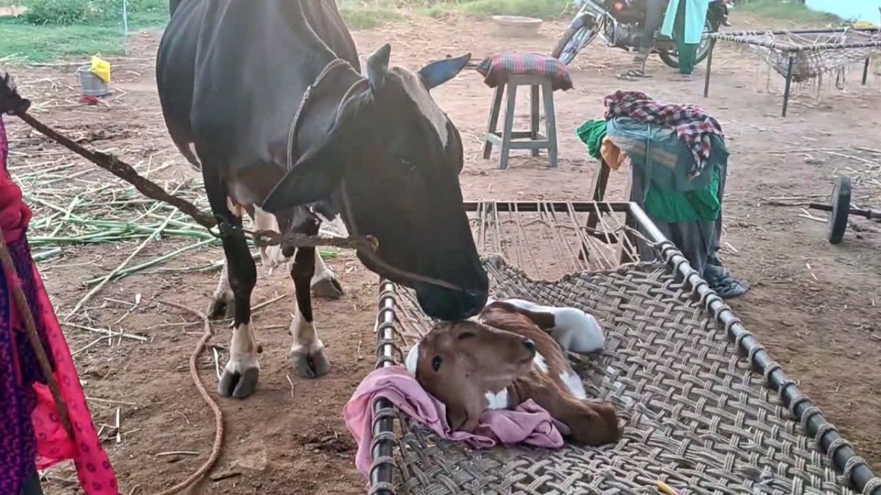 Dindigul calf with two heads