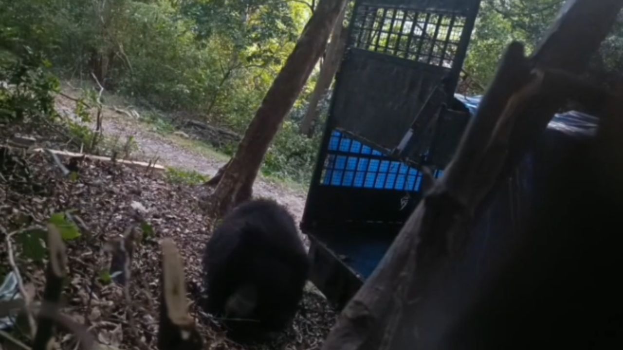 Bear Captured in Tirunelveli