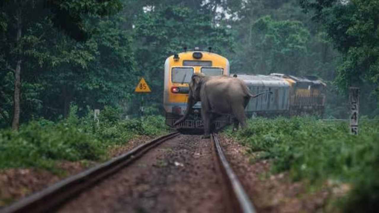 AI to Save Elephants