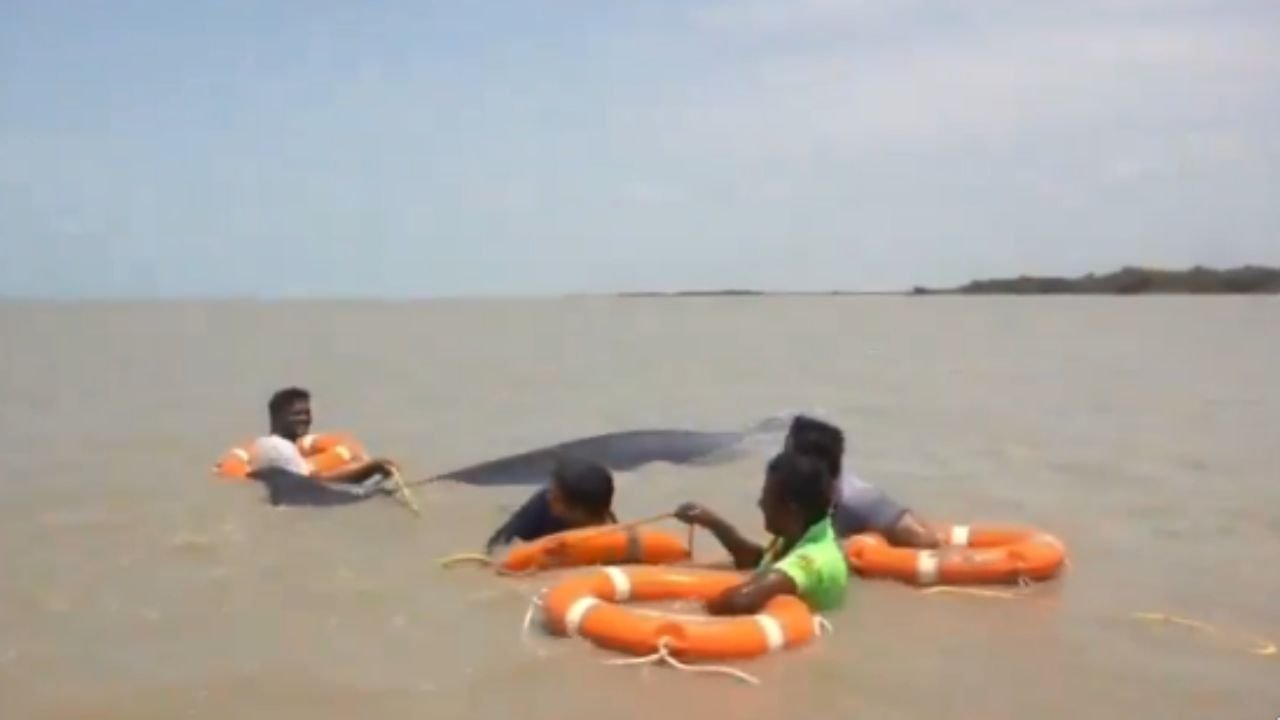 Whale Rescue