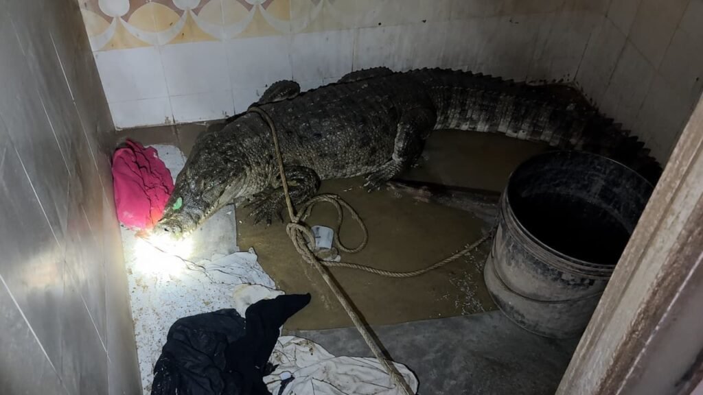 Crocodile Rescue