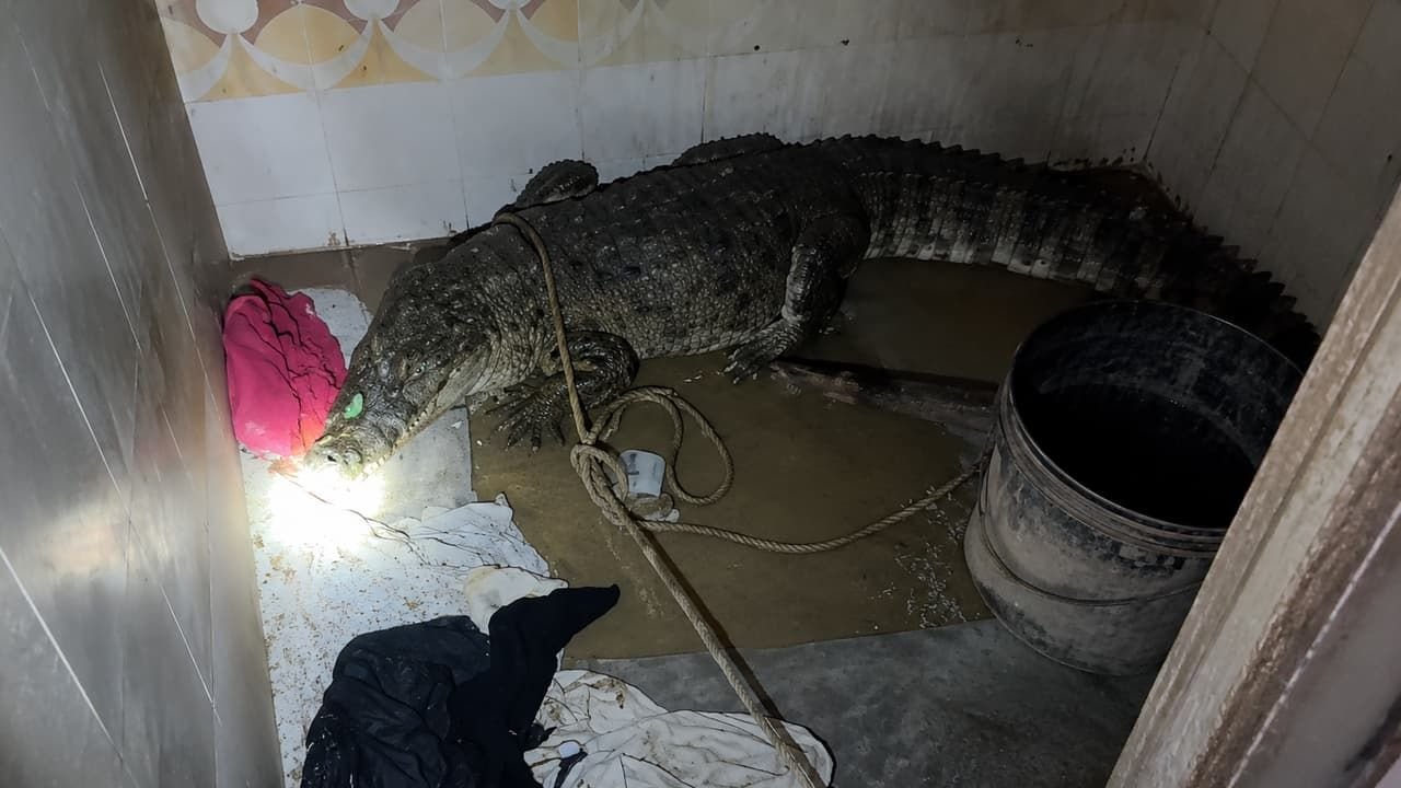 Crocodile Rescue