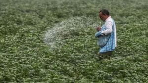 India urea imports