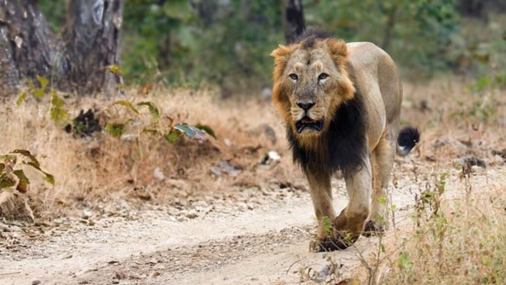 62 Lions Died in Gujarat