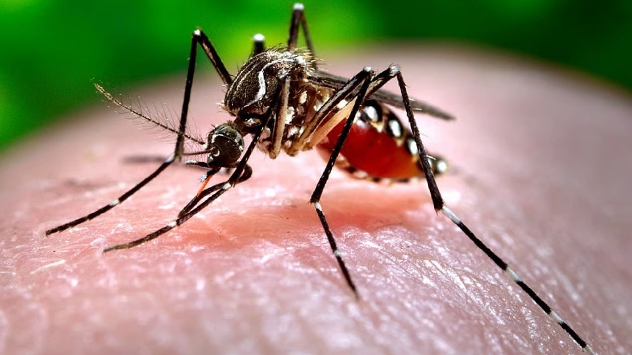 Dengue Cases Rise