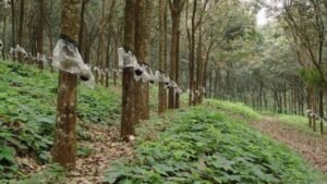 Kanyakumari Rubber Tapping Crisis