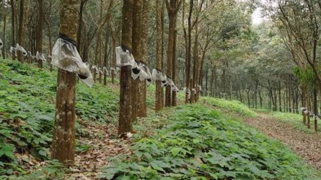 Kanyakumari Rubber Tapping Crisis