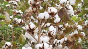 Cotton Price Hike