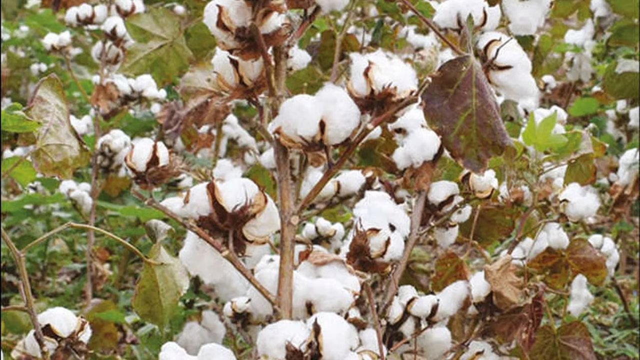 Cotton Price Hike