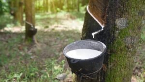 Rubber Price Surge