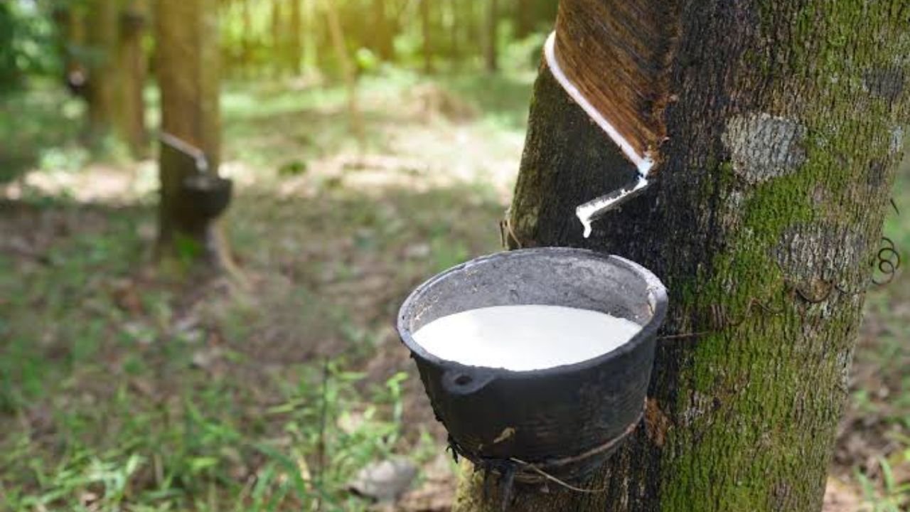 Rubber Price Surge