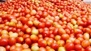 Tomato Prices Drop