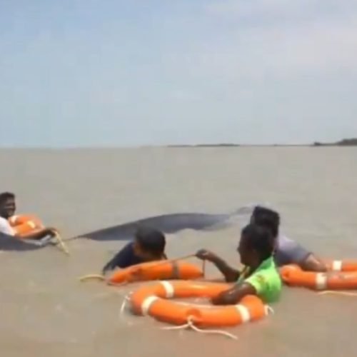 Whale Rescue
