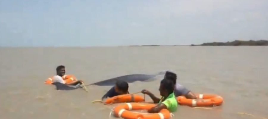 Whale Rescue