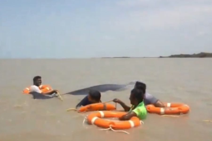 Whale Rescue