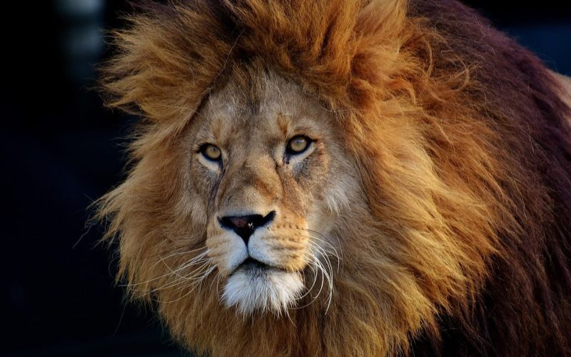 6 zodiac signs that are as brave as a lion
