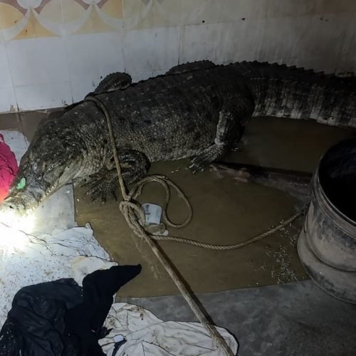 Crocodile Rescue