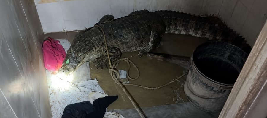 Crocodile Rescue