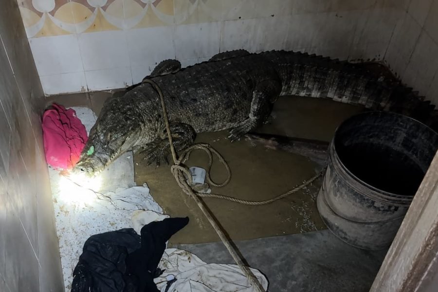 Crocodile Rescue