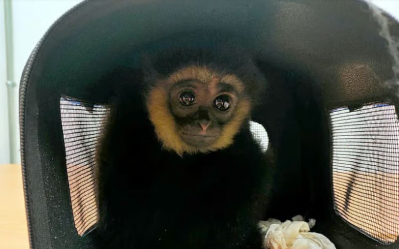 A flight passenger was arrested in Kuala Lumpur for attempting to smuggle exotic animals to Trichy.